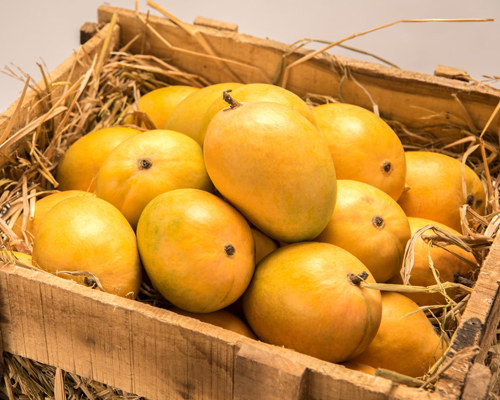 Kokan Mango Festival