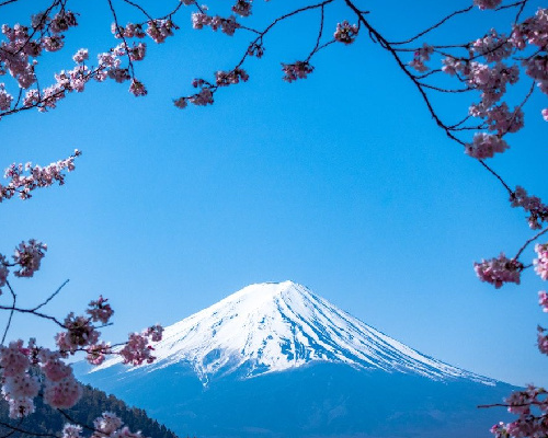 Japan Cherry Blossom Tour